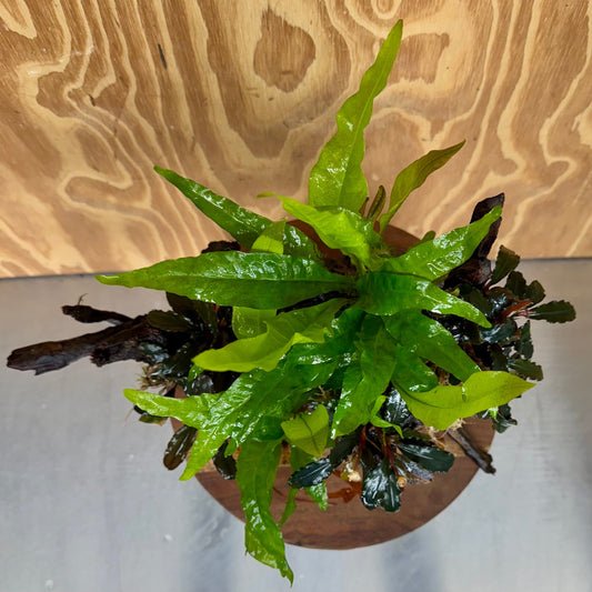 Scapeshop.com.au One Only Triple Bucephalandra & Double Indo Microsorum (Java Fern) Driftwood Creation - One Only Triple Bucephalandra & Double Indo Microsorum (Java Fern) Driftwood Creation - One Only