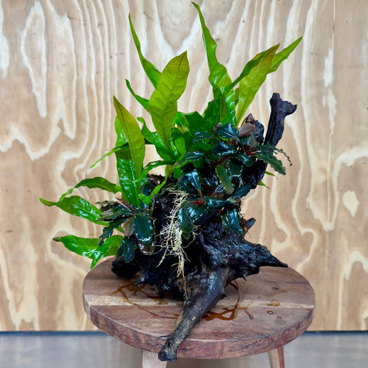 Scapeshop.com.au One Only Triple Bucephalandra & Double Indo Microsorum (Java Fern) Driftwood Creation - One Only Triple Bucephalandra & Double Indo Microsorum (Java Fern) Driftwood Creation - One Only