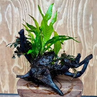 Scapeshop.com.au One Only Triple Bucephalandra & Double Indo Microsorum (Java Fern) Driftwood Creation - One Only Triple Bucephalandra & Double Indo Microsorum (Java Fern) Driftwood Creation - One Only