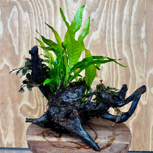 Scapeshop.com.au One Only Triple Bucephalandra & Double Indo Microsorum (Java Fern) Driftwood Creation - One Only Triple Bucephalandra & Double Indo Microsorum (Java Fern) Driftwood Creation - One Only