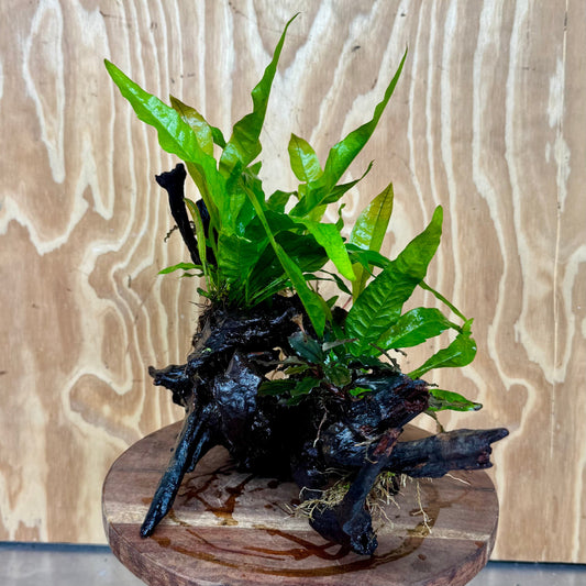 Scapeshop.com.au One Only Triple Bucephalandra & Double Indo Microsorum (Java Fern) Driftwood Creation - One Only Triple Bucephalandra & Double Indo Microsorum (Java Fern) Driftwood Creation - One Only