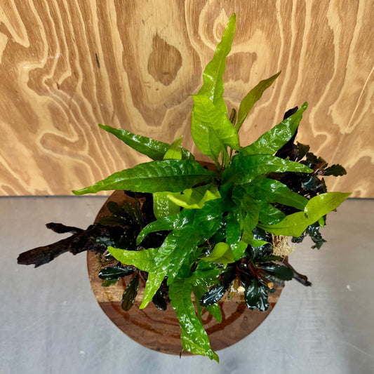 Scapeshop.com.au One Only Triple Bucephalandra & Double Indo Microsorum (Java Fern) Driftwood Creation - One Only Triple Bucephalandra & Double Indo Microsorum (Java Fern) Driftwood Creation - One Only