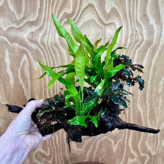 Scapeshop.com.au One Only Triple Bucephalandra & Double Indo Microsorum (Java Fern) Driftwood Creation - One Only Triple Bucephalandra & Double Indo Microsorum (Java Fern) Driftwood Creation - One Only