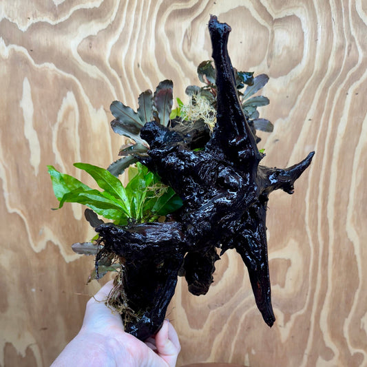 Scapeshop.com.au One Only Triple Bucephalandra & Double Indo Microsorum (Java Fern) Driftwood Creation - One Only Triple Bucephalandra & Double Indo Microsorum (Java Fern) Driftwood Creation - One Only