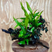 Scapeshop.com.au One Only Triple Bucephalandra & Double Indo Microsorum (Java Fern) Driftwood Creation - One Only Triple Bucephalandra & Double Indo Microsorum (Java Fern) Driftwood Creation - One Only