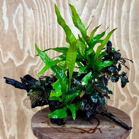 Scapeshop.com.au One Only Triple Bucephalandra & Double Indo Microsorum (Java Fern) Driftwood Creation - One Only Triple Bucephalandra & Double Indo Microsorum (Java Fern) Driftwood Creation - One Only