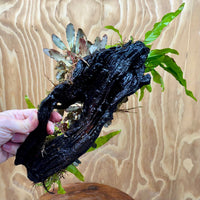 Scapeshop.com.au One Only Triple Bucephalandra & Double Indo Microsorum (Java Fern) Driftwood Creation - One Only Triple Bucephalandra & Double Indo Microsorum (Java Fern) Driftwood Creation - One Only