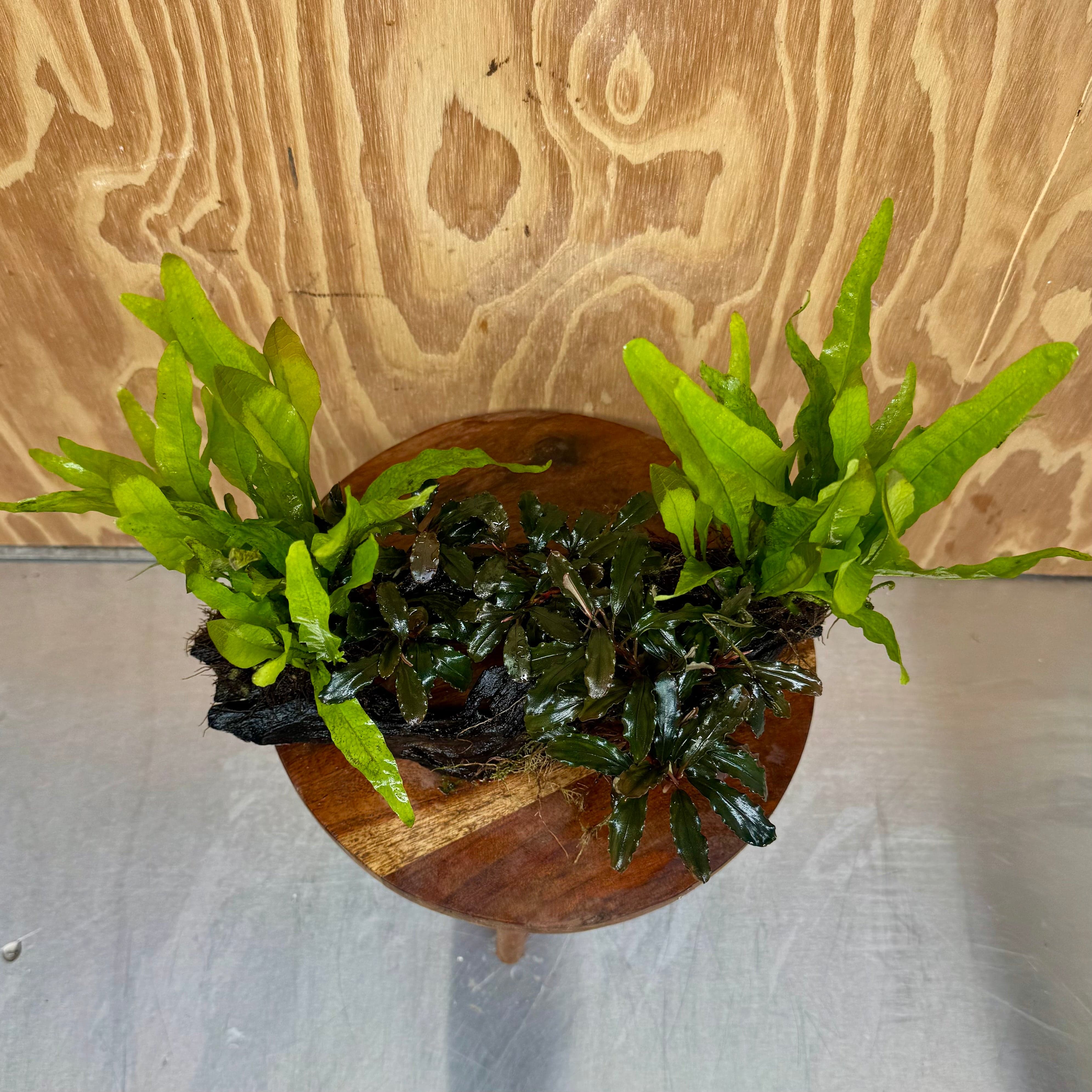 Scapeshop.com.au One Only Triple Bucephalandra & Double Indo Microsorum (Java Fern) Driftwood Creation - One Only Triple Bucephalandra & Double Indo Microsorum (Java Fern) Driftwood Creation - One Only