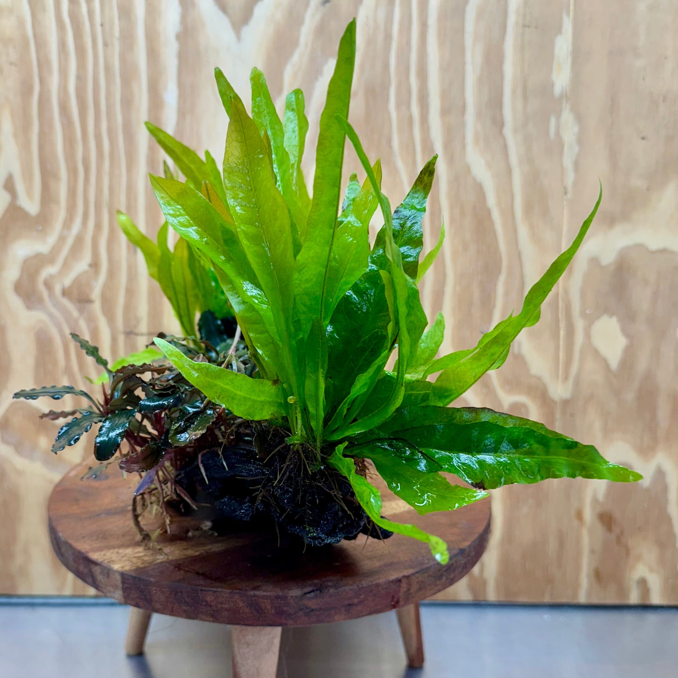 Scapeshop.com.au One Only Triple Bucephalandra & Double Indo Microsorum (Java Fern) Driftwood Creation - One Only Triple Bucephalandra & Double Indo Microsorum (Java Fern) Driftwood Creation - One Only