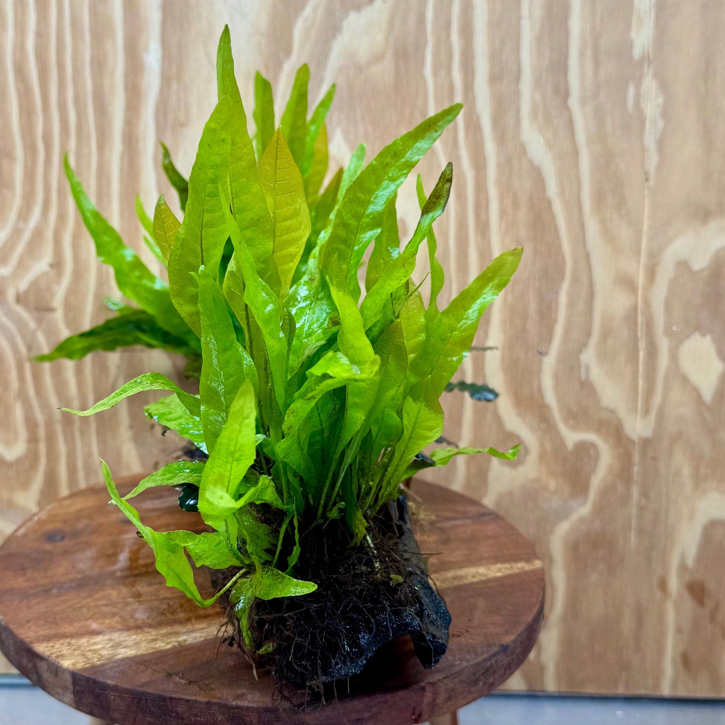 Scapeshop.com.au One Only Triple Bucephalandra & Double Indo Microsorum (Java Fern) Driftwood Creation - One Only Triple Bucephalandra & Double Indo Microsorum (Java Fern) Driftwood Creation - One Only