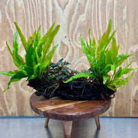 Scapeshop.com.au One Only Triple Bucephalandra & Double Indo Microsorum (Java Fern) Driftwood Creation - One Only Triple Bucephalandra & Double Indo Microsorum (Java Fern) Driftwood Creation - One Only