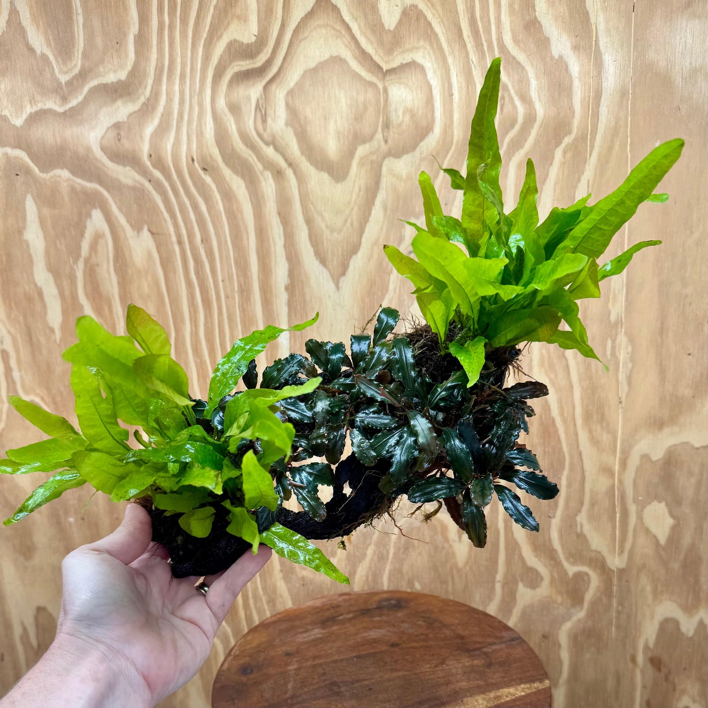 Scapeshop.com.au One Only Triple Bucephalandra & Double Indo Microsorum (Java Fern) Driftwood Creation - One Only Triple Bucephalandra & Double Indo Microsorum (Java Fern) Driftwood Creation - One Only