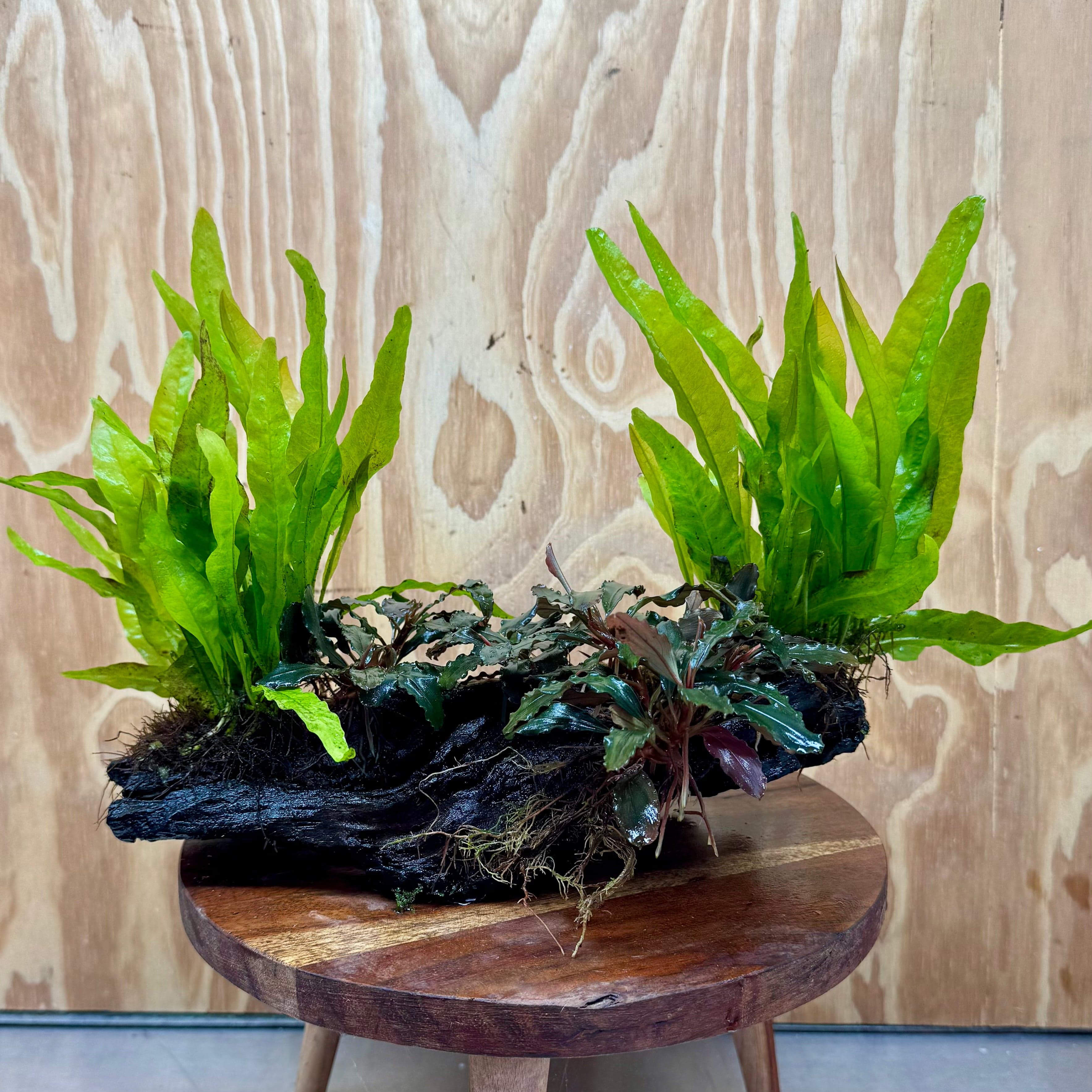 Java Fern Indo Triple Bucephalandra & Double Indo Microsorum (Java Fern) Driftwood Cr ...