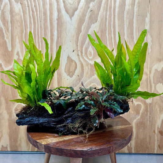 Scapeshop.com.au One Only Triple Bucephalandra & Double Indo Microsorum (Java Fern) Driftwood Creation - One Only Triple Bucephalandra & Double Indo Microsorum (Java Fern) Driftwood Creation - One Only