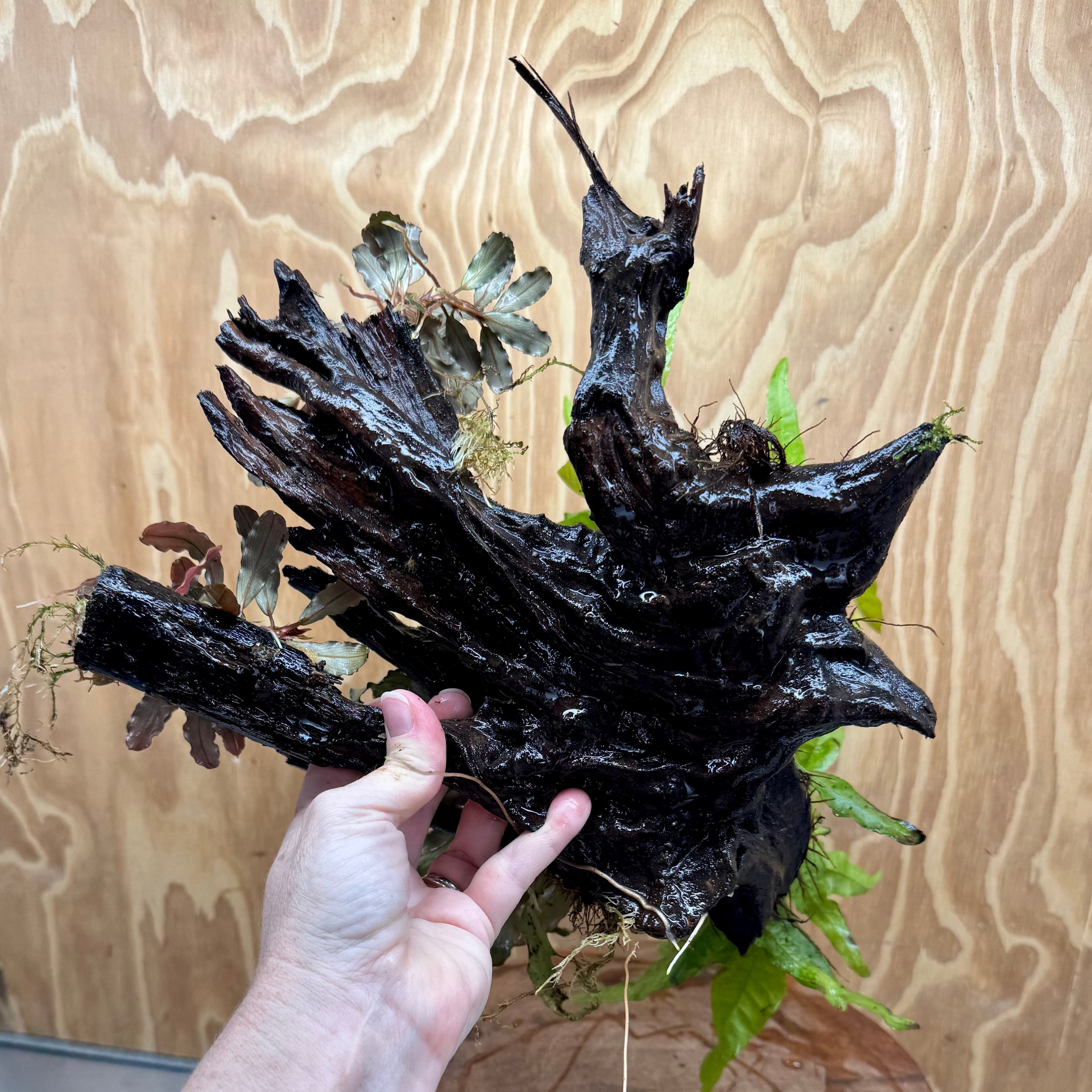 Scapeshop.com.au One Only Triple Bucephalandra & Double Microsorum 'Indo'(Java Fern) Driftwood Creation - One Only Triple Bucephalandra & Double Microsorum 'Indo'(Java Fern) Driftwood Creation - One Only