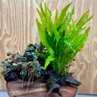 Scapeshop.com.au One Only Triple Bucephalandra & Double Microsorum 'Indo'(Java Fern) Driftwood Creation - One Only Triple Bucephalandra & Double Microsorum 'Indo'(Java Fern) Driftwood Creation - One Only
