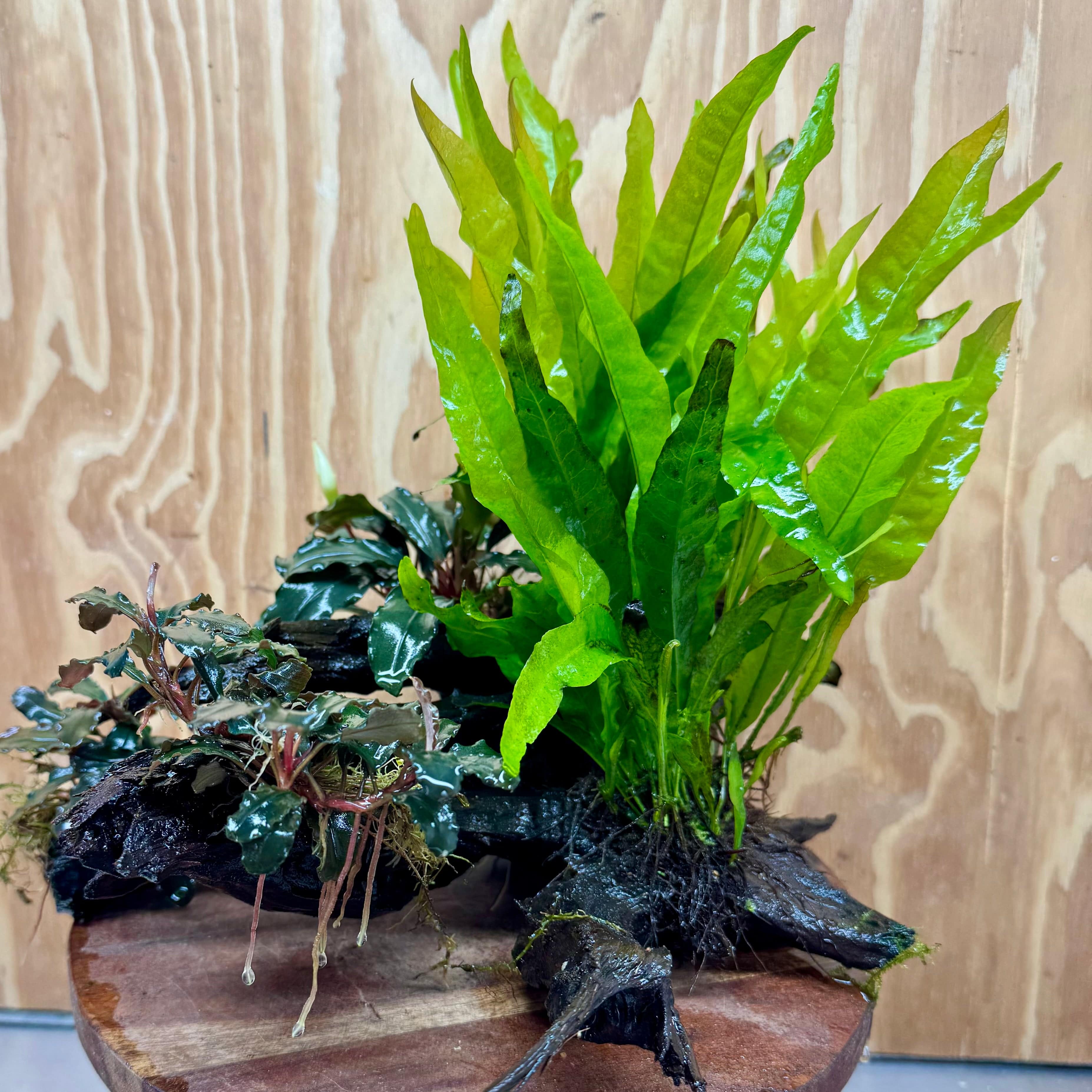 Scapeshop.com.au One Only Triple Bucephalandra & Double Microsorum 'Indo'(Java Fern) Driftwood Creation - One Only Triple Bucephalandra & Double Microsorum 'Indo'(Java Fern) Driftwood Creation - One Only
