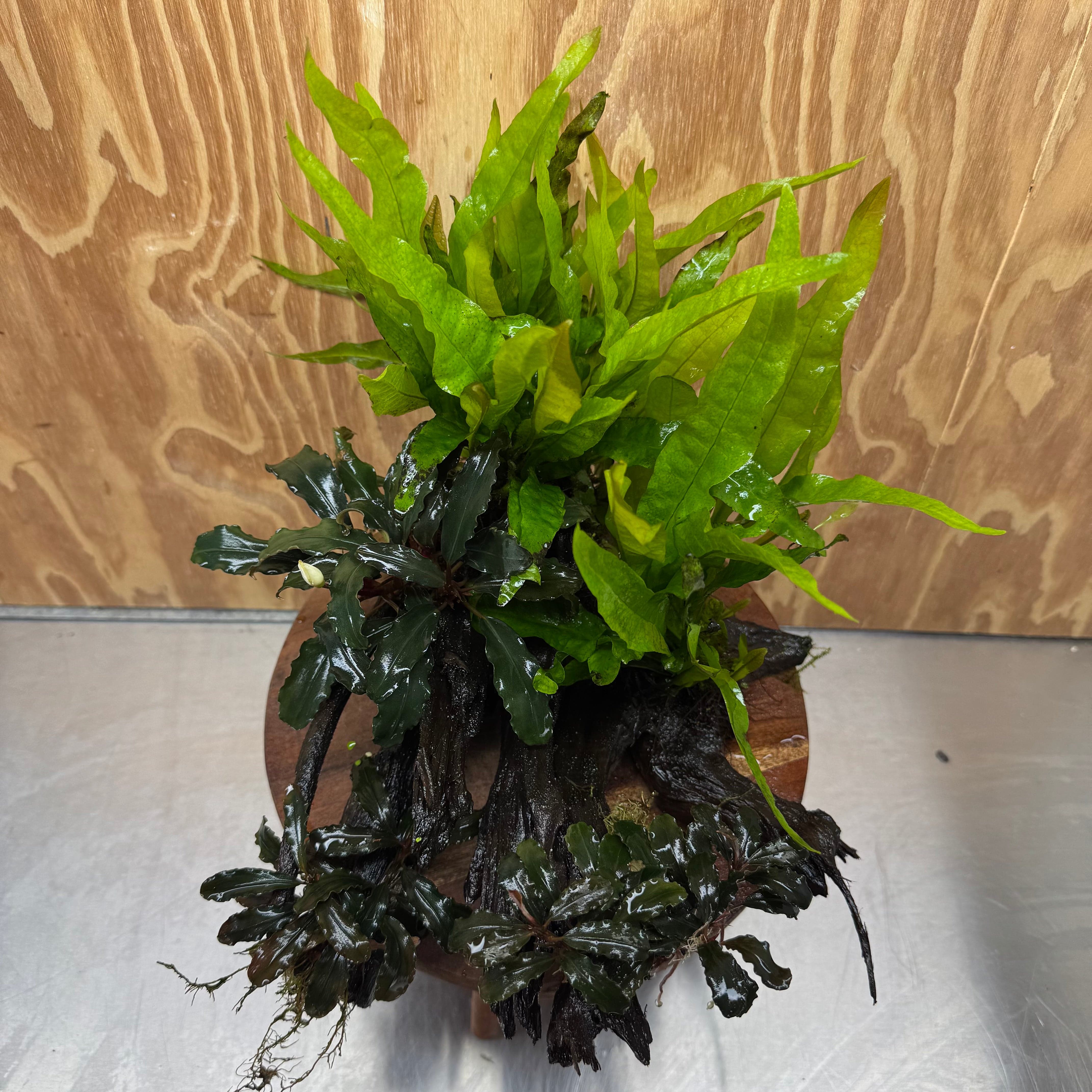 Scapeshop.com.au One Only Triple Bucephalandra & Double Microsorum 'Indo'(Java Fern) Driftwood Creation - One Only Triple Bucephalandra & Double Microsorum 'Indo'(Java Fern) Driftwood Creation - One Only