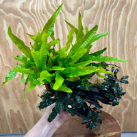 Scapeshop.com.au One Only Triple Bucephalandra & Double Microsorum 'Indo'(Java Fern) Driftwood Creation - One Only Triple Bucephalandra & Double Microsorum 'Indo'(Java Fern) Driftwood Creation - One Only