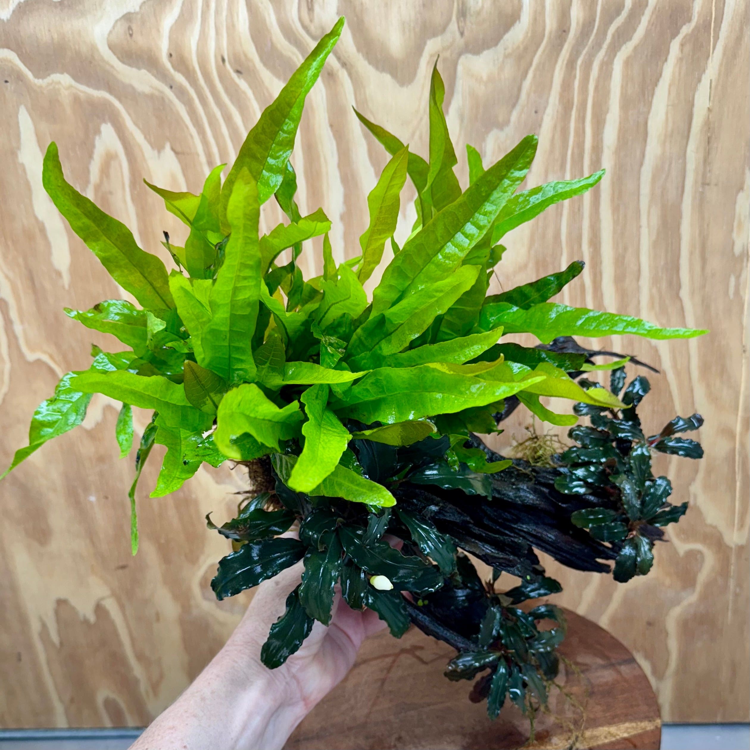 Scapeshop.com.au One Only Triple Bucephalandra & Double Microsorum 'Indo'(Java Fern) Driftwood Creation - One Only Triple Bucephalandra & Double Microsorum 'Indo'(Java Fern) Driftwood Creation - One Only