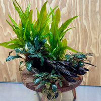 Scapeshop.com.au One Only Triple Bucephalandra & Double Microsorum 'Indo'(Java Fern) Driftwood Creation - One Only Triple Bucephalandra & Double Microsorum 'Indo'(Java Fern) Driftwood Creation - One Only