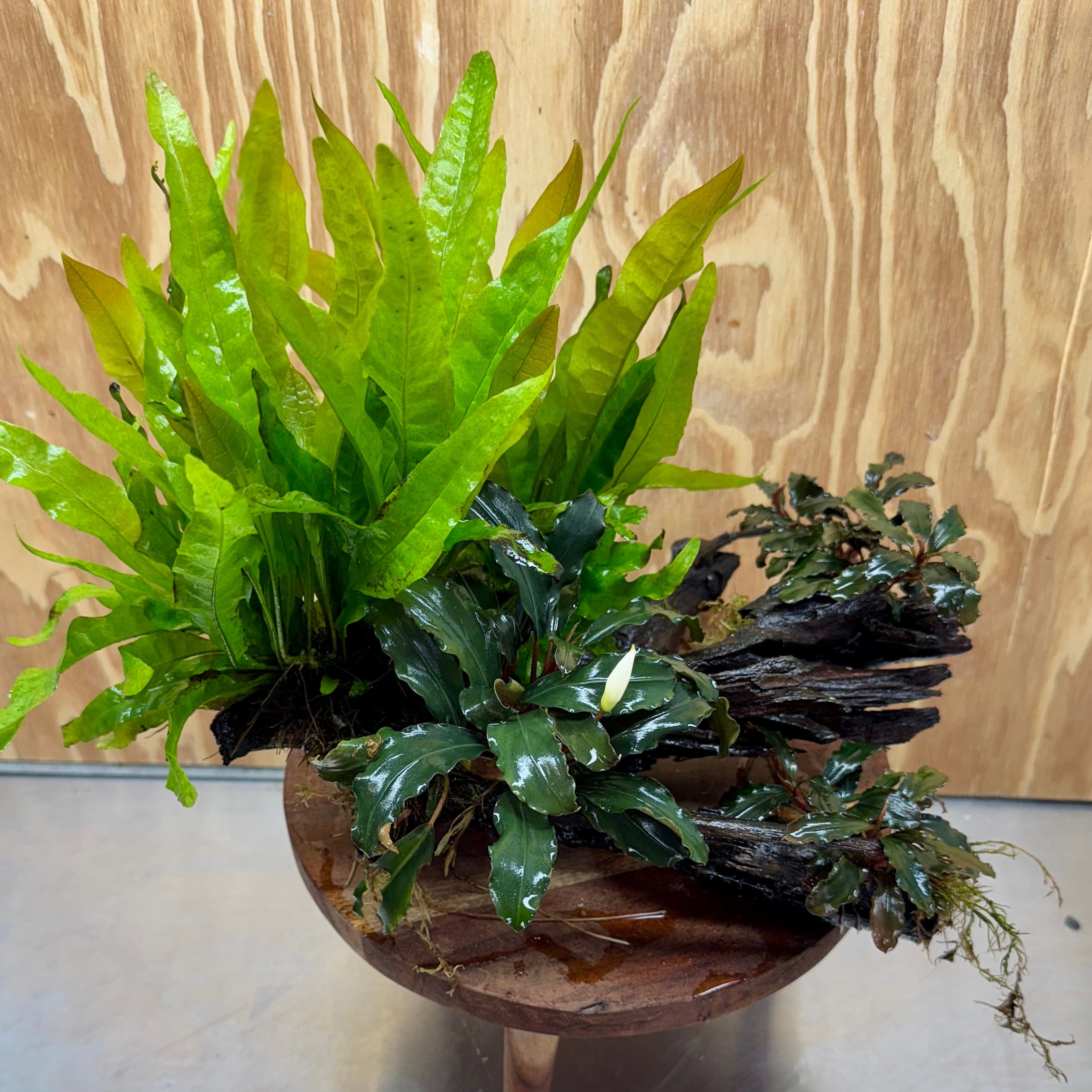 Scapeshop.com.au One Only Triple Bucephalandra & Double Microsorum 'Indo'(Java Fern) Driftwood Creation - One Only Triple Bucephalandra & Double Microsorum 'Indo'(Java Fern) Driftwood Creation - One Only