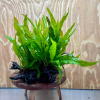 Scapeshop.com.au One Only Triple Bucephalandra & Double Microsorum 'Indo'(Java Fern) Driftwood Creation - One Only Triple Bucephalandra & Double Microsorum 'Indo'(Java Fern) Driftwood Creation - One Only