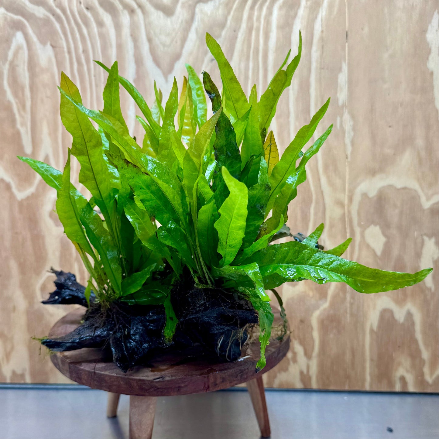 Scapeshop.com.au One Only Triple Bucephalandra & Double Microsorum 'Indo'(Java Fern) Driftwood Creation - One Only Triple Bucephalandra & Double Microsorum 'Indo'(Java Fern) Driftwood Creation - One Only