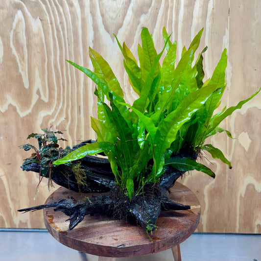 Scapeshop.com.au One Only Triple Bucephalandra & Double Microsorum 'Indo'(Java Fern) Driftwood Creation - One Only Triple Bucephalandra & Double Microsorum 'Indo'(Java Fern) Driftwood Creation - One Only