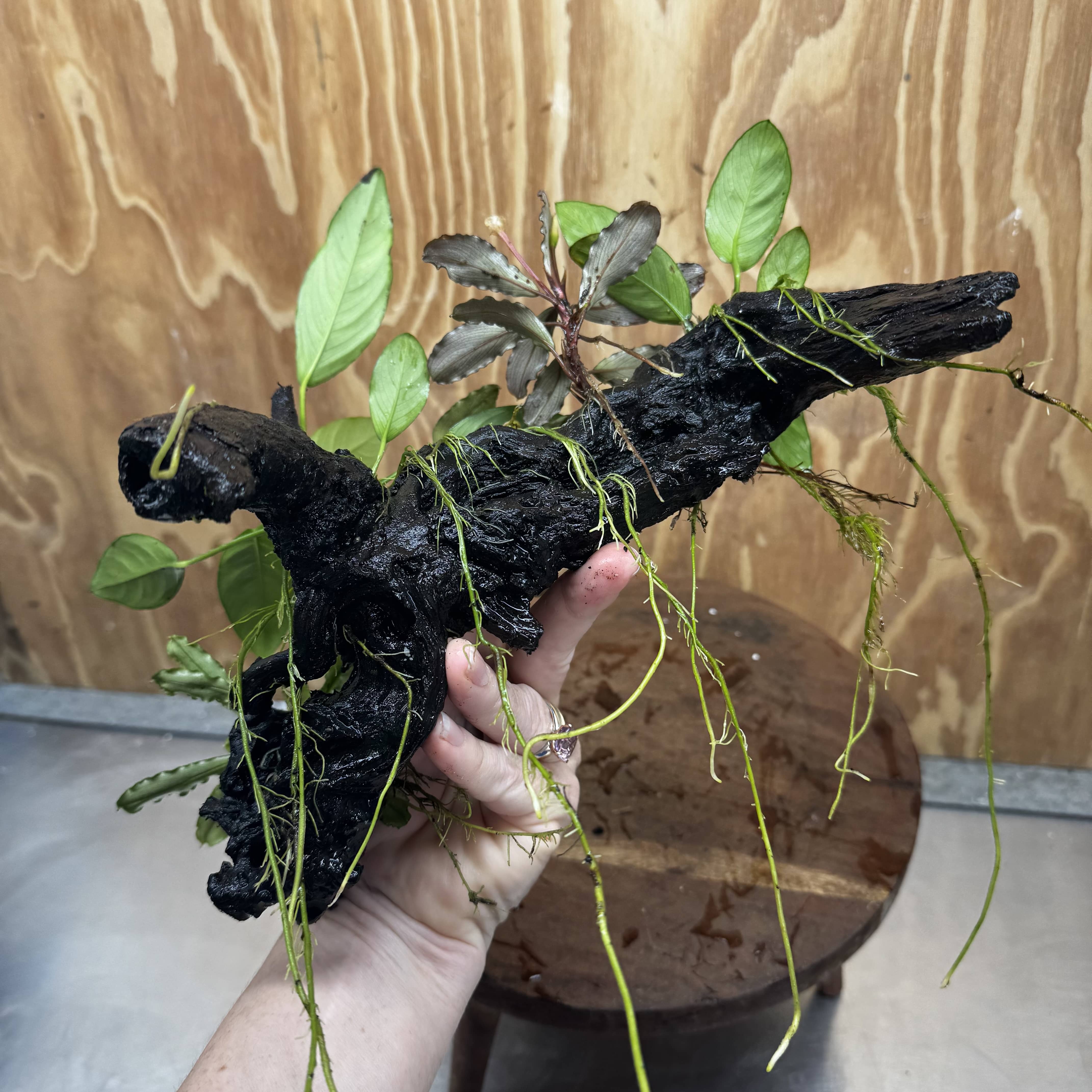 Pisces Enterprises One Only Triple Bucephalandra plus Anubias Nana and Anubias Lucy Driftwood Creation - One Only Triple Bucephalandra plus Anubias Nana and Anubias Lucy Driftwood Creation - One Only