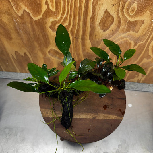 Pisces Enterprises One Only Triple Bucephalandra plus Anubias Nana and Anubias Lucy Driftwood Creation - One Only Triple Bucephalandra plus Anubias Nana and Anubias Lucy Driftwood Creation - One Only