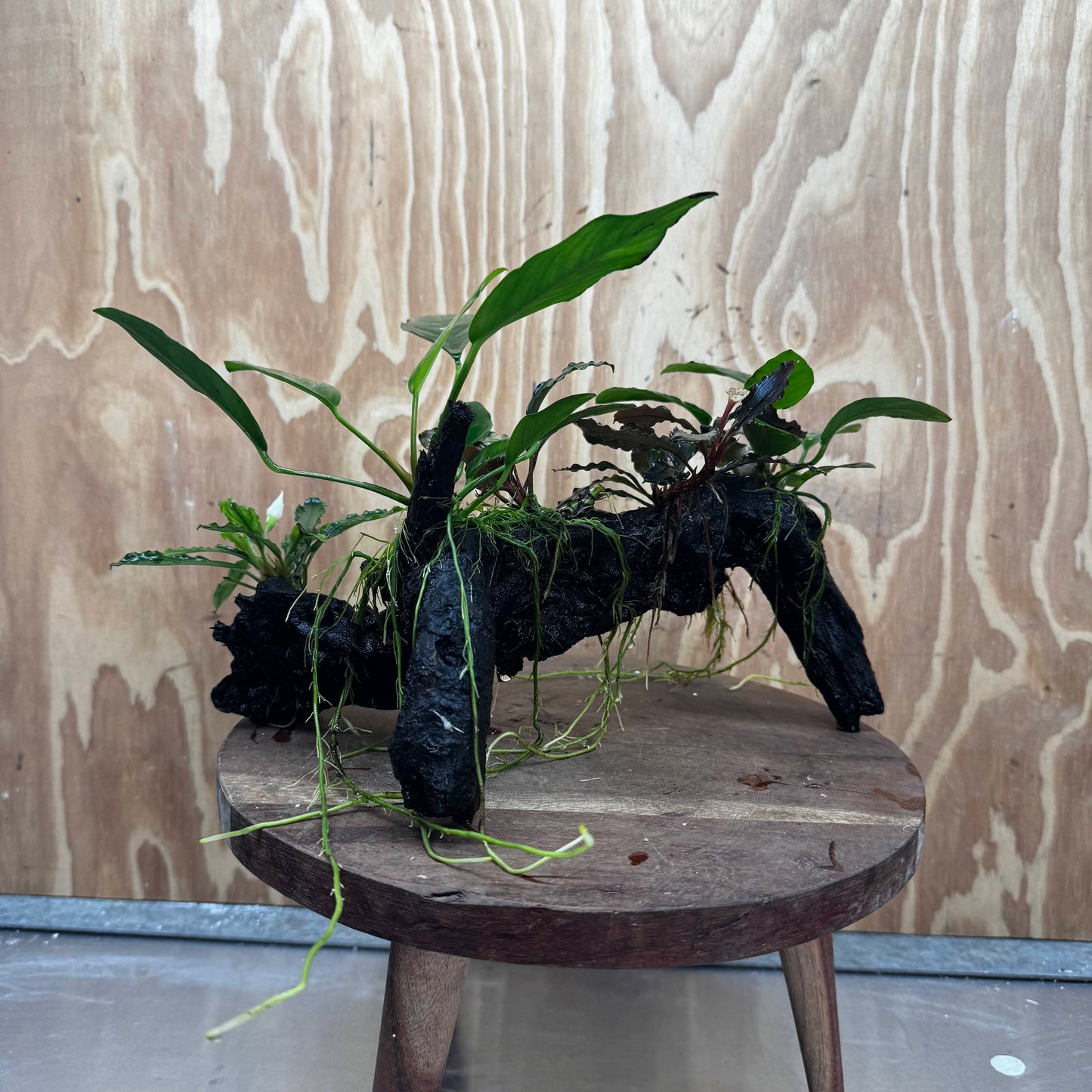 Pisces Enterprises One Only Triple Bucephalandra plus Anubias Nana and Anubias Lucy Driftwood Creation - One Only Triple Bucephalandra plus Anubias Nana and Anubias Lucy Driftwood Creation - One Only