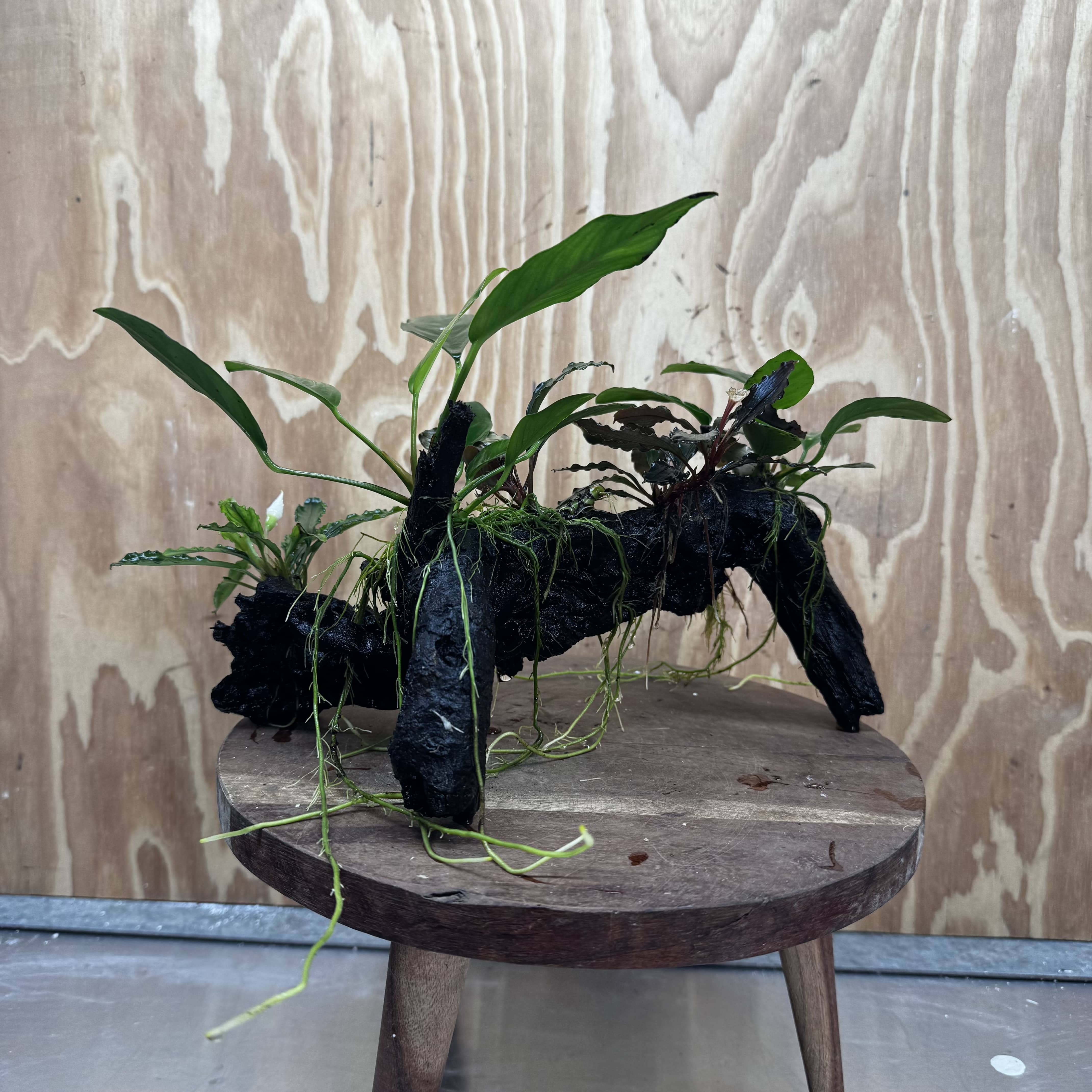 Pisces Enterprises One Only Triple Bucephalandra plus Anubias Nana and Anubias Lucy Driftwood Creation - One Only Triple Bucephalandra plus Anubias Nana and Anubias Lucy Driftwood Creation - One Only
