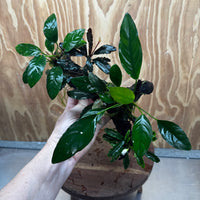 Pisces Enterprises One Only Triple Bucephalandra plus Anubias Nana and Anubias Lucy Driftwood Creation - One Only Triple Bucephalandra plus Anubias Nana and Anubias Lucy Driftwood Creation - One Only