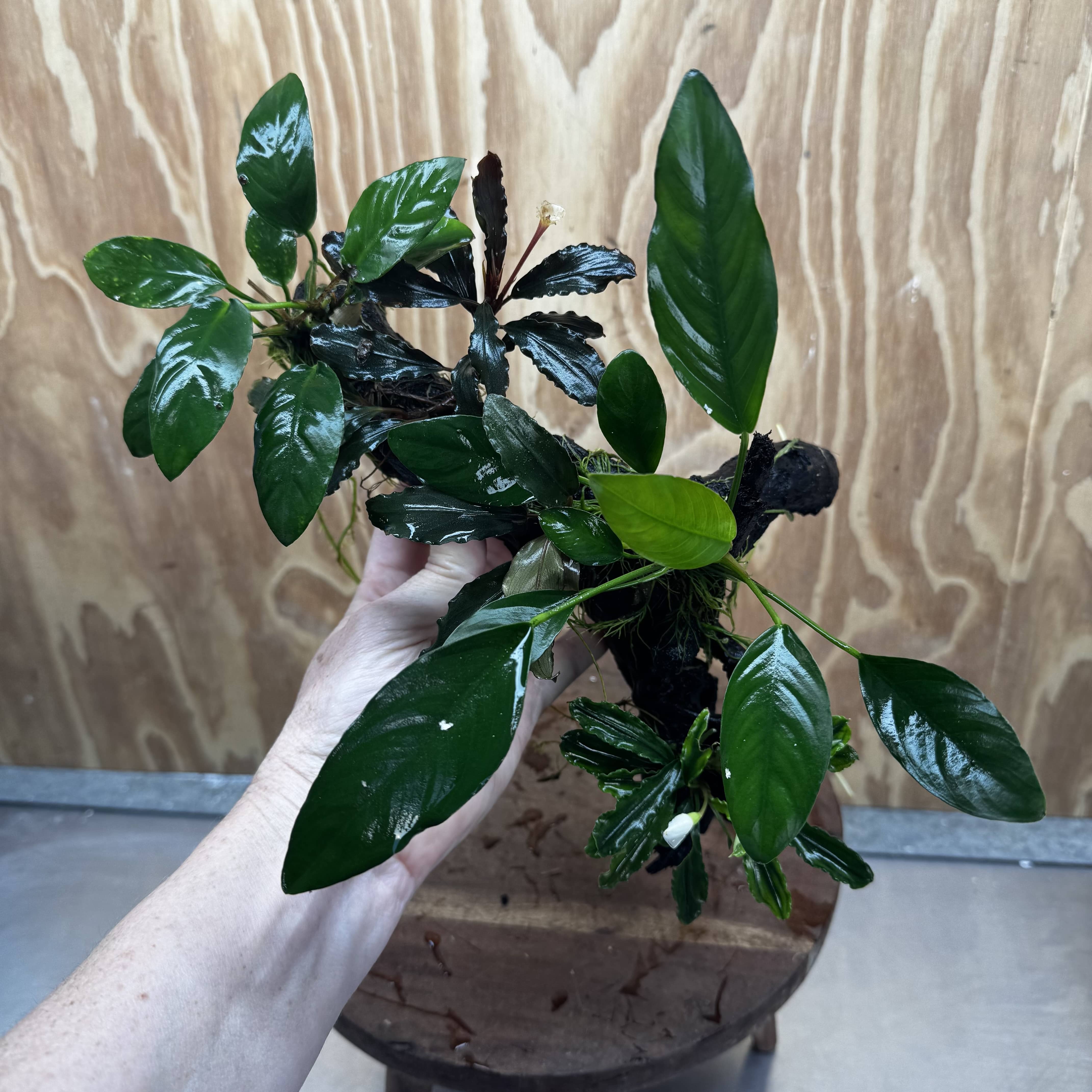 Pisces Enterprises One Only Triple Bucephalandra plus Anubias Nana and Anubias Lucy Driftwood Creation - One Only Triple Bucephalandra plus Anubias Nana and Anubias Lucy Driftwood Creation - One Only