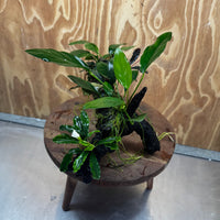 Pisces Enterprises One Only Triple Bucephalandra plus Anubias Nana and Anubias Lucy Driftwood Creation - One Only Triple Bucephalandra plus Anubias Nana and Anubias Lucy Driftwood Creation - One Only