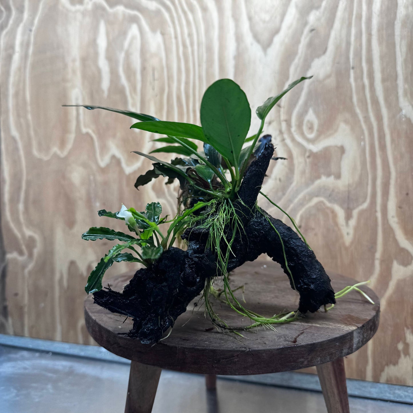 Pisces Enterprises One Only Triple Bucephalandra plus Anubias Nana and Anubias Lucy Driftwood Creation - One Only Triple Bucephalandra plus Anubias Nana and Anubias Lucy Driftwood Creation - One Only