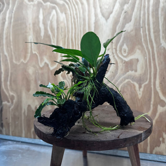 Pisces Enterprises One Only Triple Bucephalandra plus Anubias Nana and Anubias Lucy Driftwood Creation - One Only Triple Bucephalandra plus Anubias Nana and Anubias Lucy Driftwood Creation - One Only
