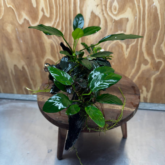 Pisces Enterprises One Only Triple Bucephalandra plus Anubias Nana and Anubias Lucy Driftwood Creation - One Only Triple Bucephalandra plus Anubias Nana and Anubias Lucy Driftwood Creation - One Only