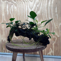 Pisces Enterprises One Only Triple Bucephalandra plus Anubias Nana and Anubias Lucy Driftwood Creation - One Only Triple Bucephalandra plus Anubias Nana and Anubias Lucy Driftwood Creation - One Only