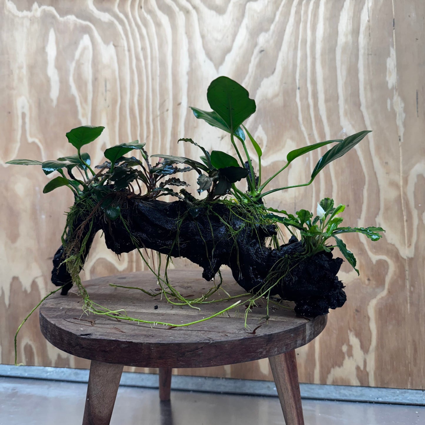 Pisces Enterprises One Only Triple Bucephalandra plus Anubias Nana and Anubias Lucy Driftwood Creation - One Only Triple Bucephalandra plus Anubias Nana and Anubias Lucy Driftwood Creation - One Only