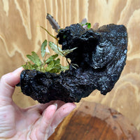 Pisces Enterprises One Only Triple Bucephalandra plus Petite Nana Driftwood Creation - One Only - Wave Triple Bucephalandra plus Petite Nana Driftwood Creation - One Only - Wave