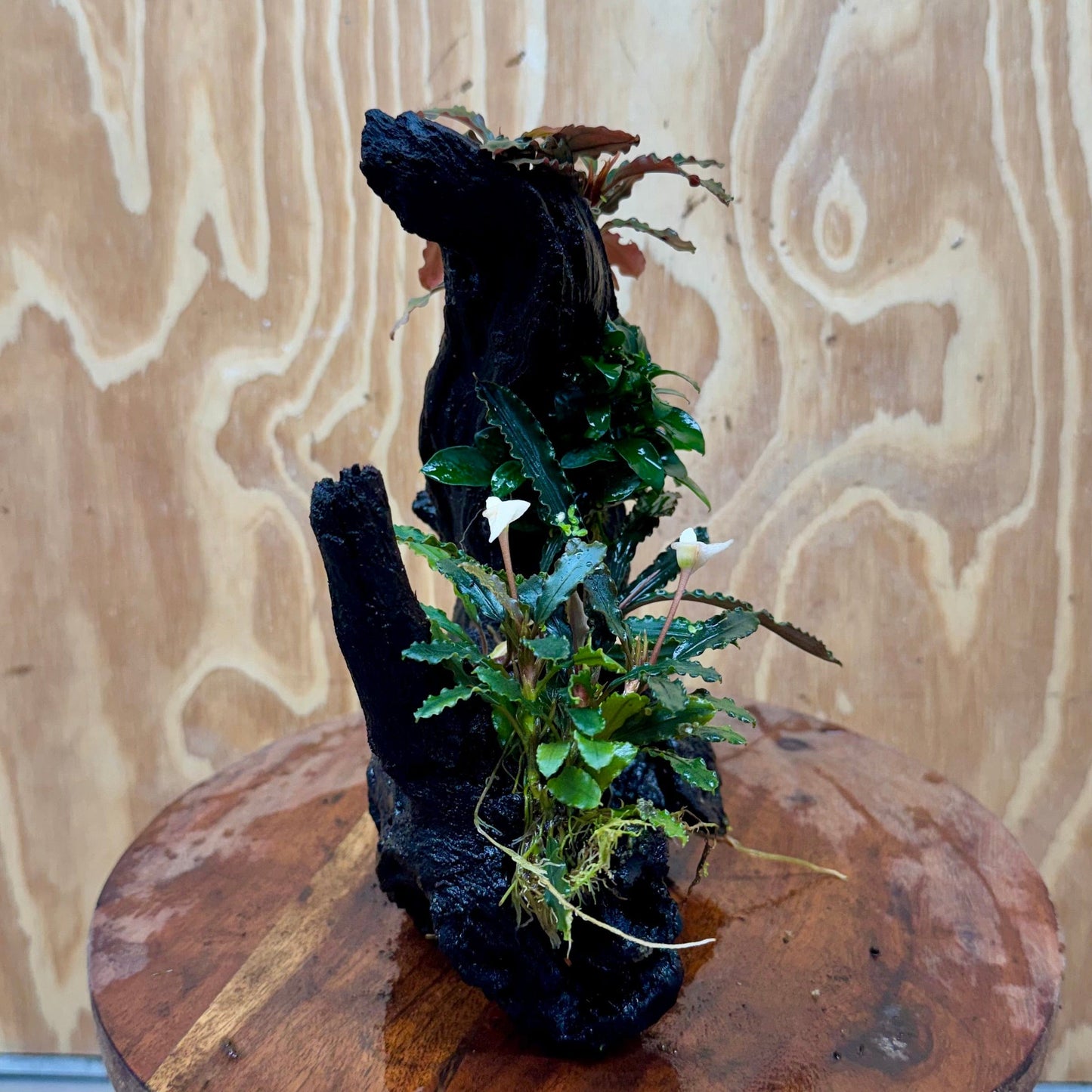 Pisces Enterprises One Only Triple Bucephalandra plus Petite Nana Driftwood Creation - One Only - Wave Triple Bucephalandra plus Petite Nana Driftwood Creation - One Only - Wave