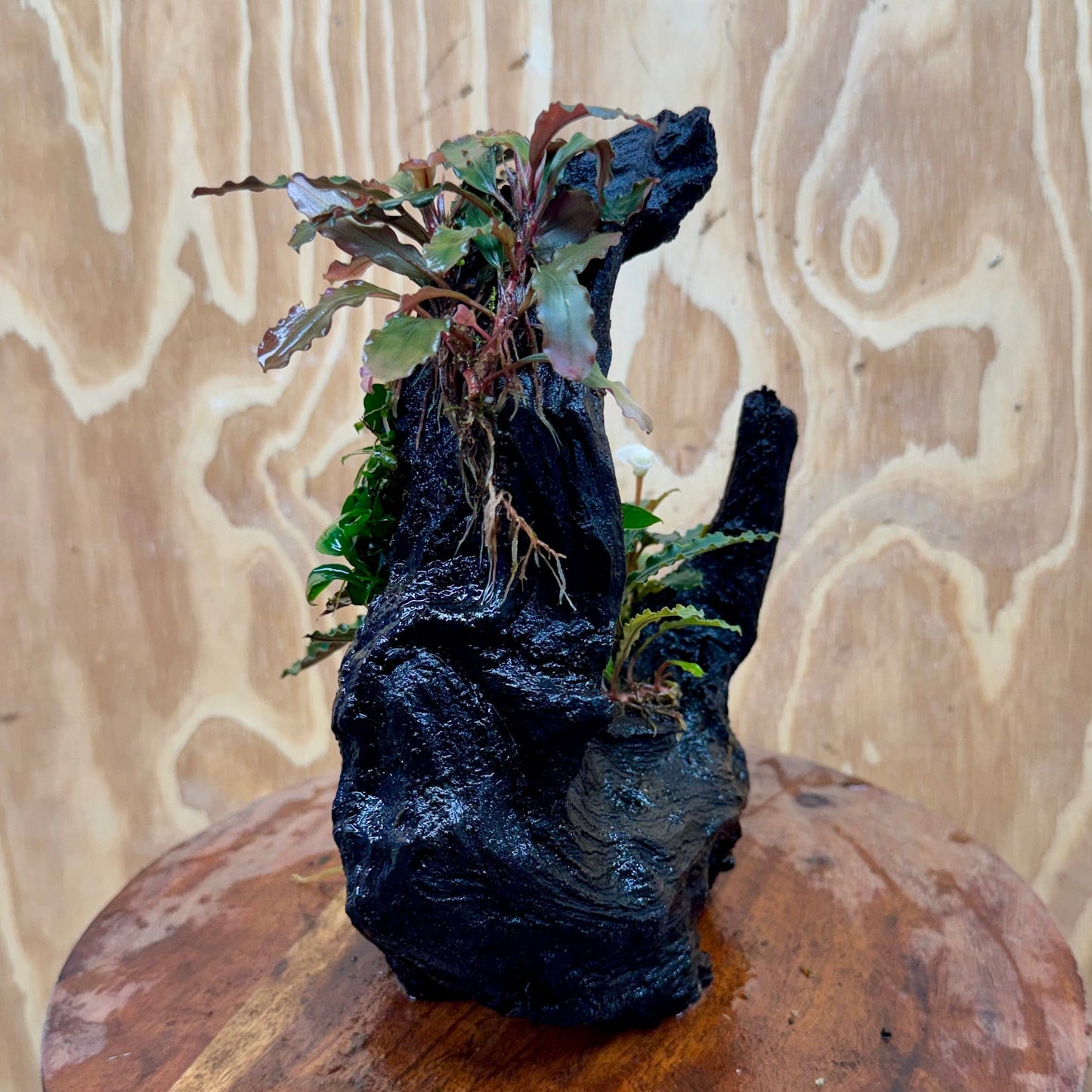 Pisces Enterprises One Only Triple Bucephalandra plus Petite Nana Driftwood Creation - One Only - Wave Triple Bucephalandra plus Petite Nana Driftwood Creation - One Only - Wave