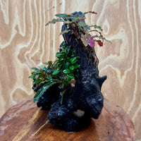 Pisces Enterprises One Only Triple Bucephalandra plus Petite Nana Driftwood Creation - One Only - Wave Triple Bucephalandra plus Petite Nana Driftwood Creation - One Only - Wave