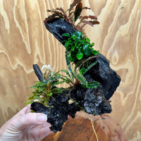 Pisces Enterprises One Only Triple Bucephalandra plus Petite Nana Driftwood Creation - One Only - Wave Triple Bucephalandra plus Petite Nana Driftwood Creation - One Only - Wave