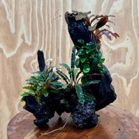 Pisces Enterprises One Only Triple Bucephalandra plus Petite Nana Driftwood Creation - One Only - Wave Triple Bucephalandra plus Petite Nana Driftwood Creation - One Only - Wave