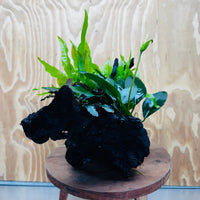Scapeshop.com.au One Only Triple Bucephalandra & Triple Indo Microsorum (Java Fern) plus Anubias Lucy Driftwood Creation - One Only Triple Bucephalandra & Triple Indo Microsorum (Java Fern) plus Anubias Lucy Driftwood Creation - One Only