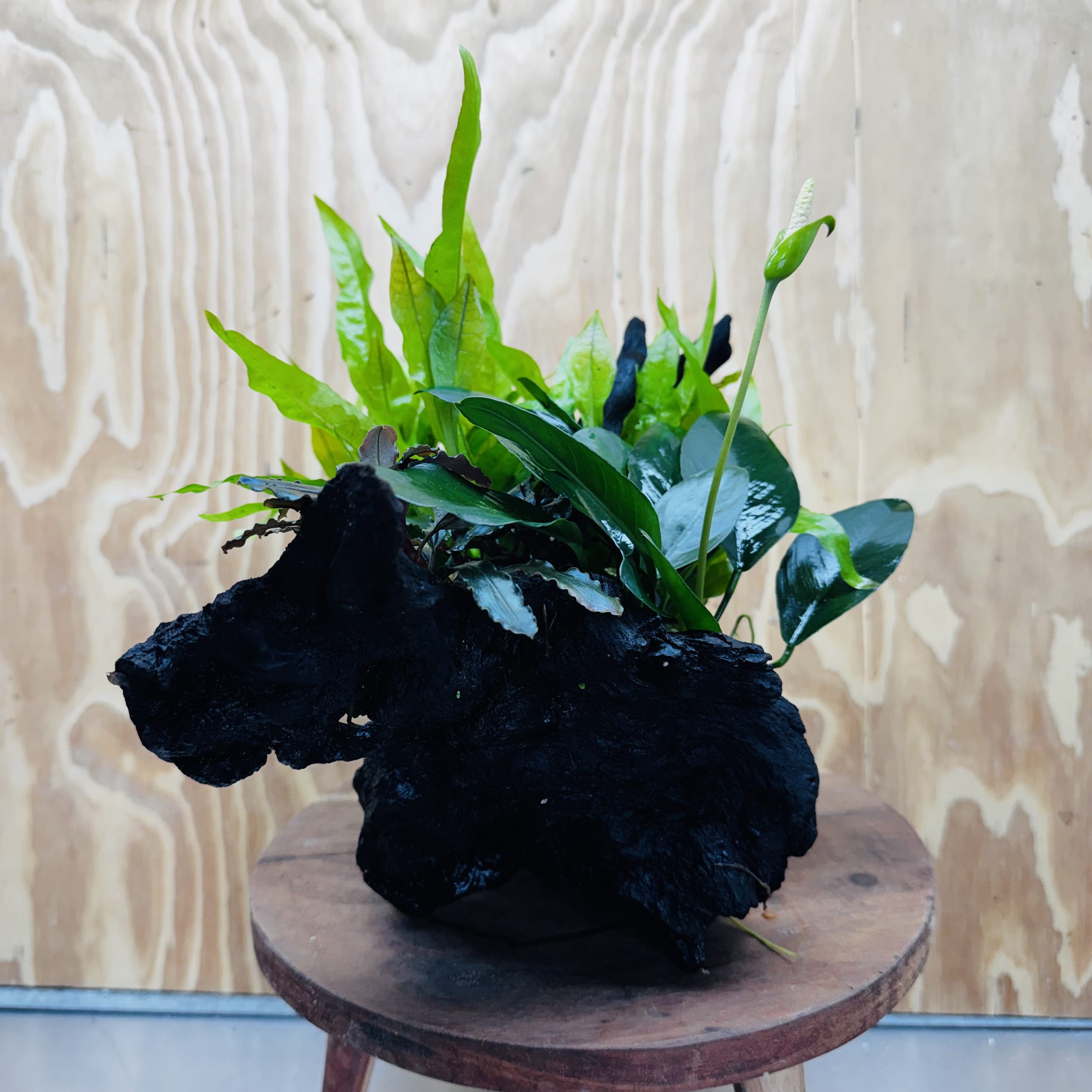 Scapeshop.com.au One Only Triple Bucephalandra & Triple Indo Microsorum (Java Fern) plus Anubias Lucy Driftwood Creation - One Only Triple Bucephalandra & Triple Indo Microsorum (Java Fern) plus Anubias Lucy Driftwood Creation - One Only