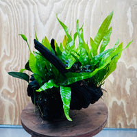 Scapeshop.com.au One Only Triple Bucephalandra & Triple Indo Microsorum (Java Fern) plus Anubias Lucy Driftwood Creation - One Only Triple Bucephalandra & Triple Indo Microsorum (Java Fern) plus Anubias Lucy Driftwood Creation - One Only